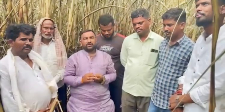 मुस्तीत वीजेच्या ठिणगीने ७ एकर ऊस भस्मसात; शेतकऱ्याचे ८ लाखांचे नुकसान